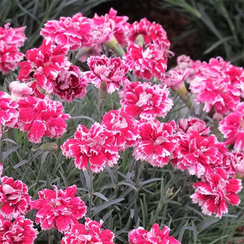 Dianthus gratianopolitanus Whatfield Gem - Oeillet de Grenoble (Flowering)