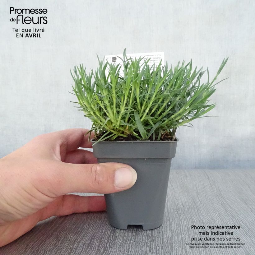 Example of Dianthus gratianopolitanus Whatfield Gem - Oeillet de Grenoble Godet de 8/9 cm as you get in printemps