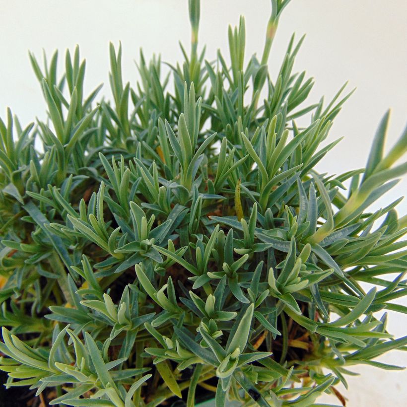 Dianthus gratianopolitanus Whatfield Gem - Oeillet de Grenoble (Foliage)
