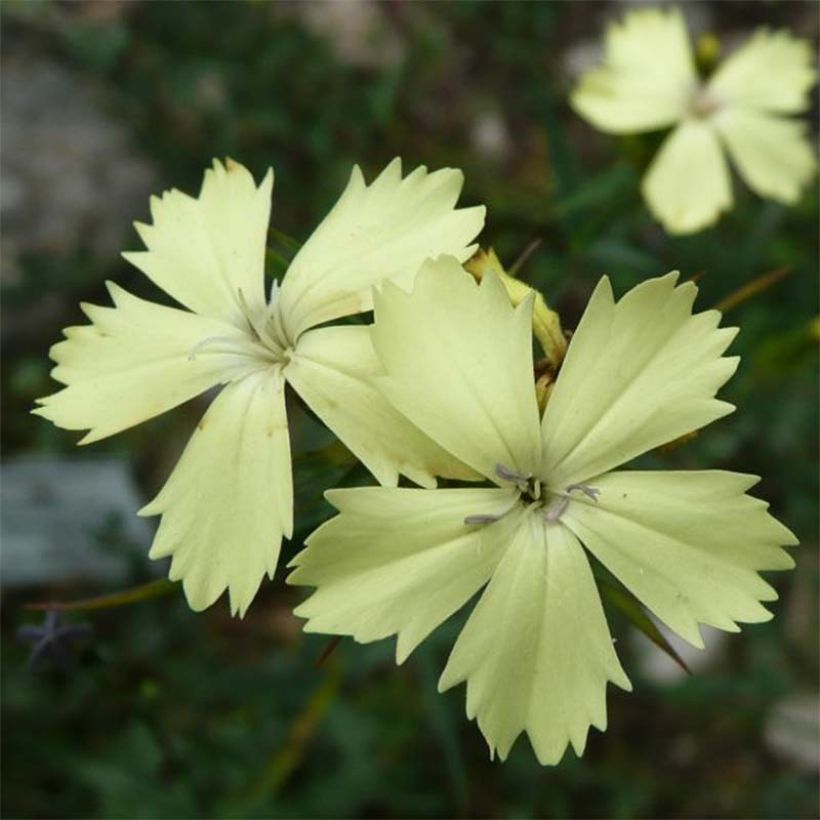 Dianthus knappii - Œillet de Knapp (Flowering)