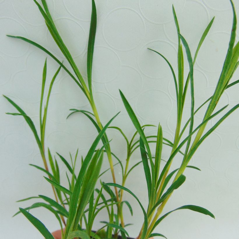 Dianthus knappii - Œillet de Knapp (Foliage)