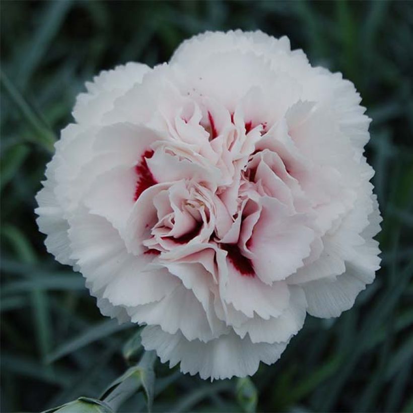 Dianthus plumarius Cranmere Pool - Oeillet mignardise (Flowering)