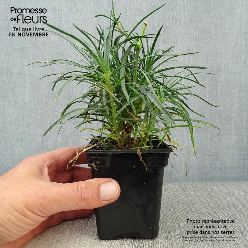 Spécimen de Dianthus plumarius Cranmere Pool - Oeillet mignardise Godet de 7/8 cm tel que livré en automne