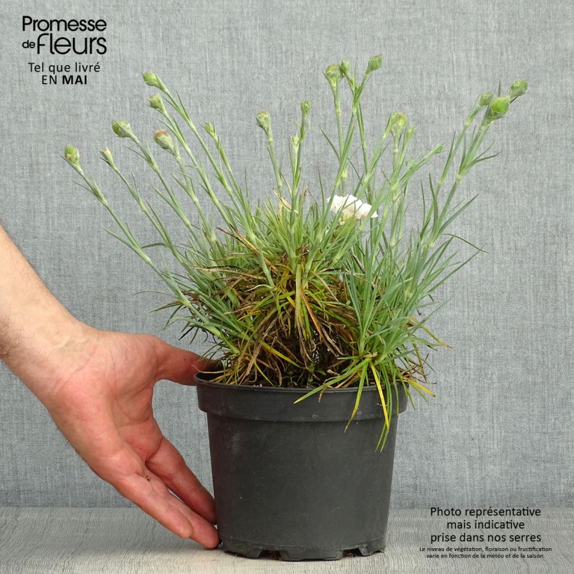 Example of Dianthus plumarius Cranmere Pool - Oeillet mignardise Pot de 2L/3L as you get in printemps