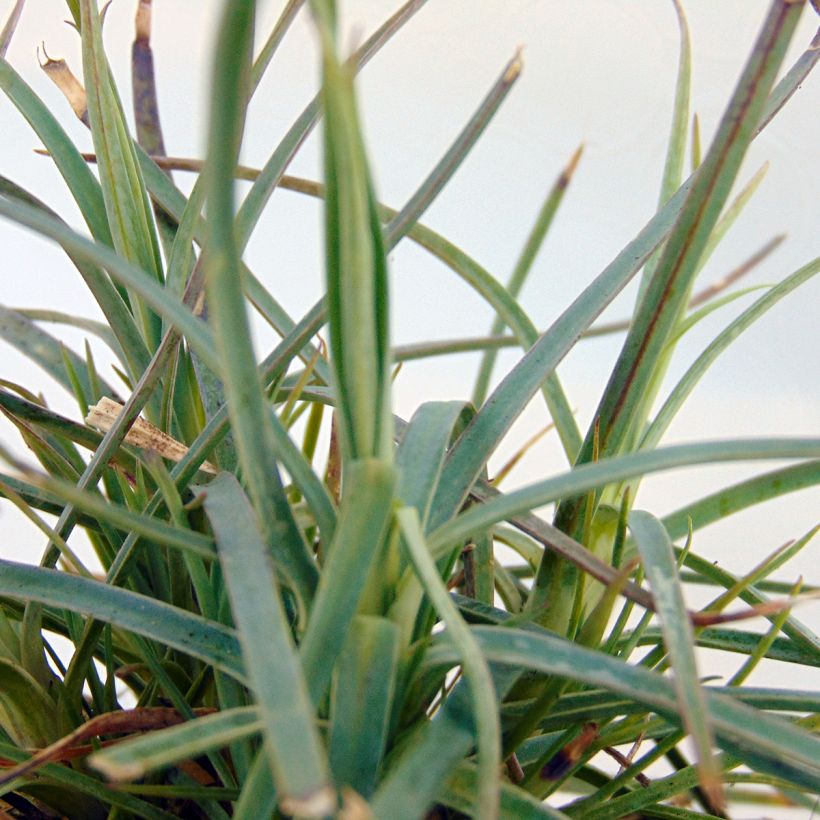 Dianthus plumarius David - Oeillet mignardise rouge vif. (Foliage)