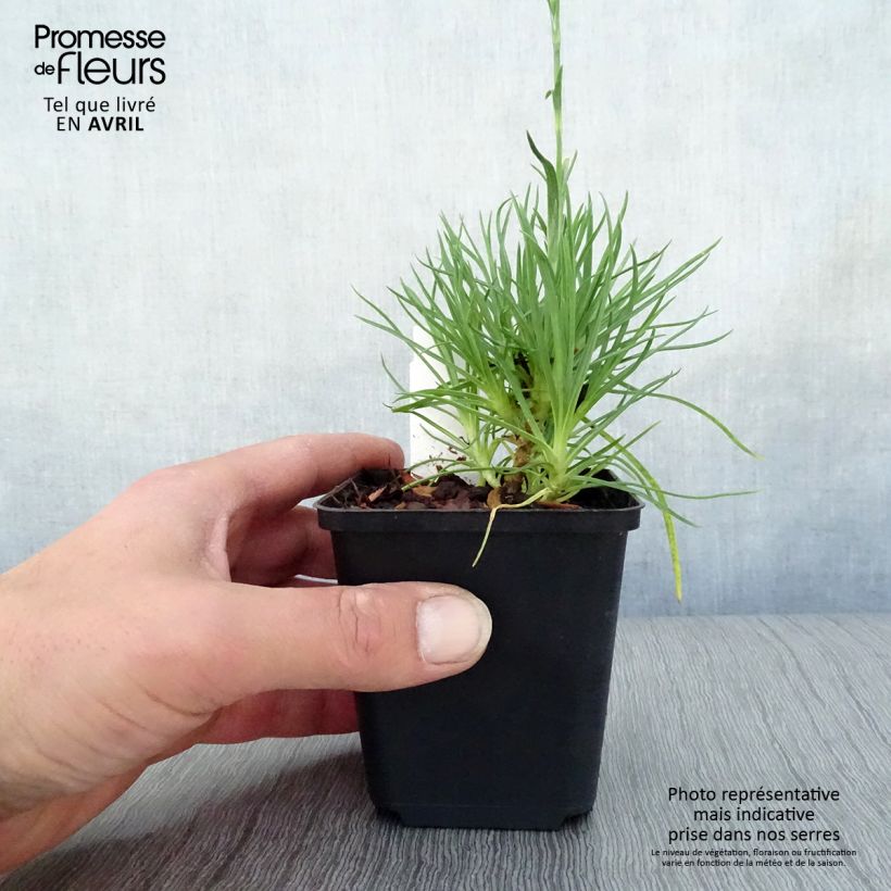 Spécimen de Dianthus plumarius Desmond - Oeillet mignardise rouge foncé Godet de 8/9 cm tel que livré au printemps