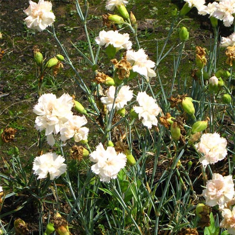Dianthus plumarius Devon Cream - Oeillet mignardise (Flowering)