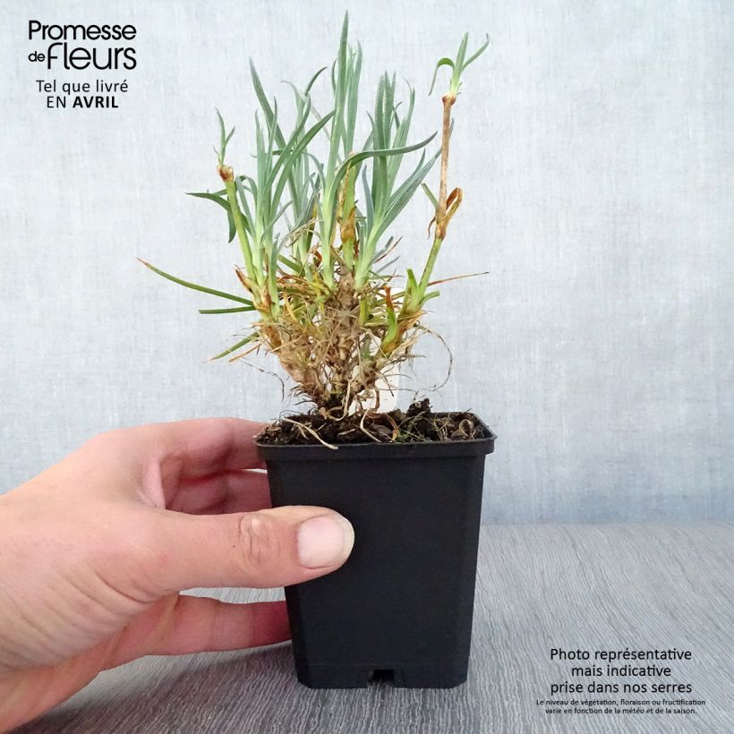 Example of Dianthus plumarius Devon Cream - Oeillet mignardise Godet de 8/9 cm as you get in printemps