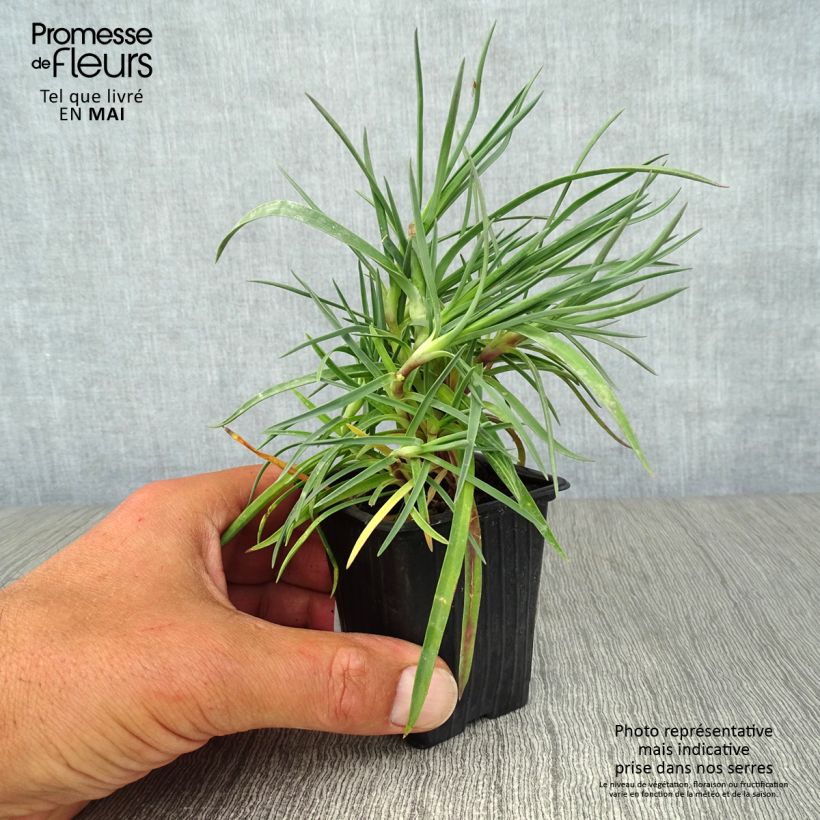 Example of Dianthus plumarius Devon Dove - Oeillet mignardise. Godet de 7/8 cm as you get in printemps