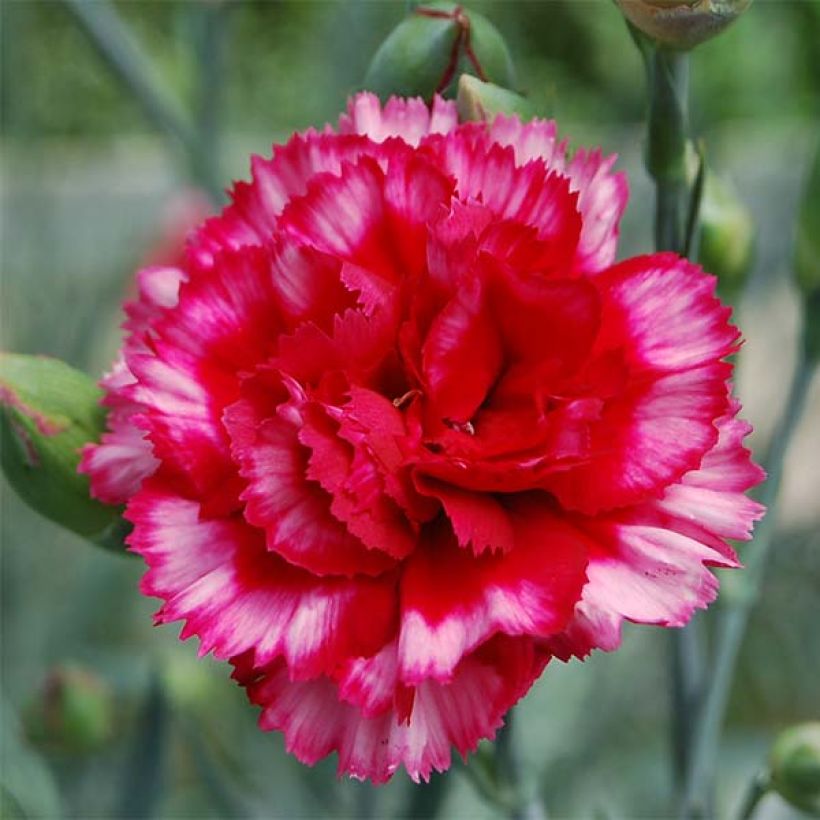 Dianthus plumarius Devon Magic - Oeillet mignardise (Flowering)