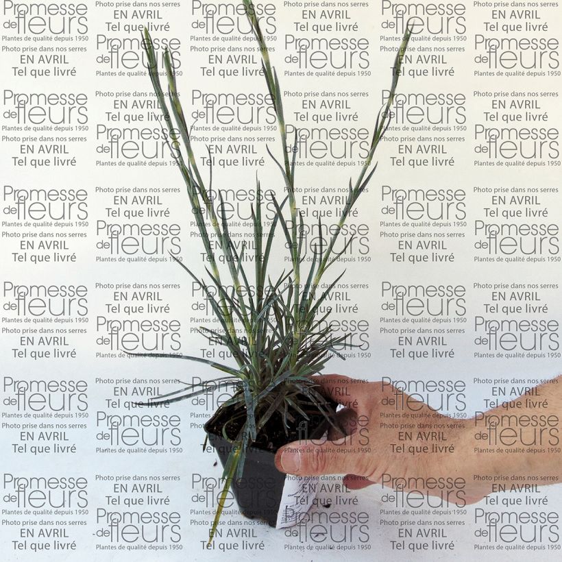 Example of Dianthus plumarius Devon Magic - Oeillet mignardise Godet de 8/9 cm as you get