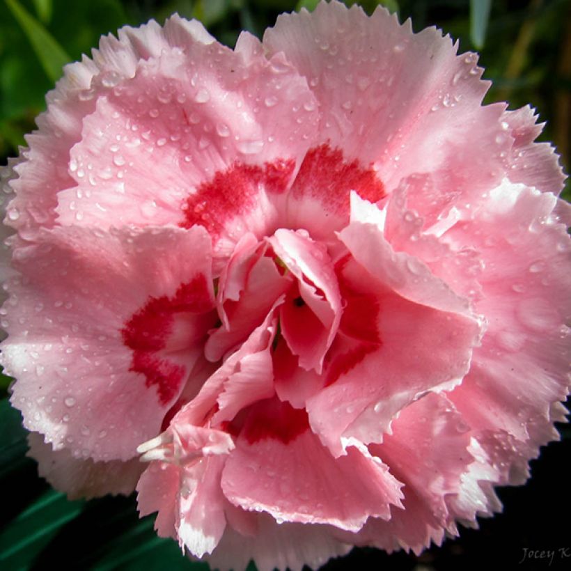 Dianthus plumarius Doris - Oeillet mignardise rose saumon et pourpre (Flowering)