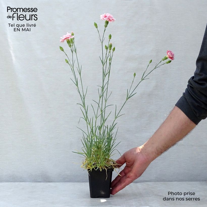 Example of Dianthus plumarius Doris - Oeillet mignardise rose saumon et pourpre Godet de 8/9 cm as you get in printemps