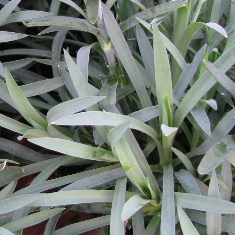 Dianthus plumarius Flore Pleno Albus - Oeillet migardise blanc double (Foliage)