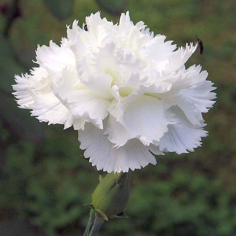 Dianthus plumarius Flore Pleno Albus - Oeillet migardise blanc double (Flowering)