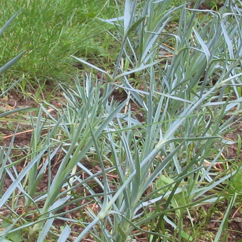 Dianthus plumarius Haytor white - Oeillet mignardise blanc (Foliage)