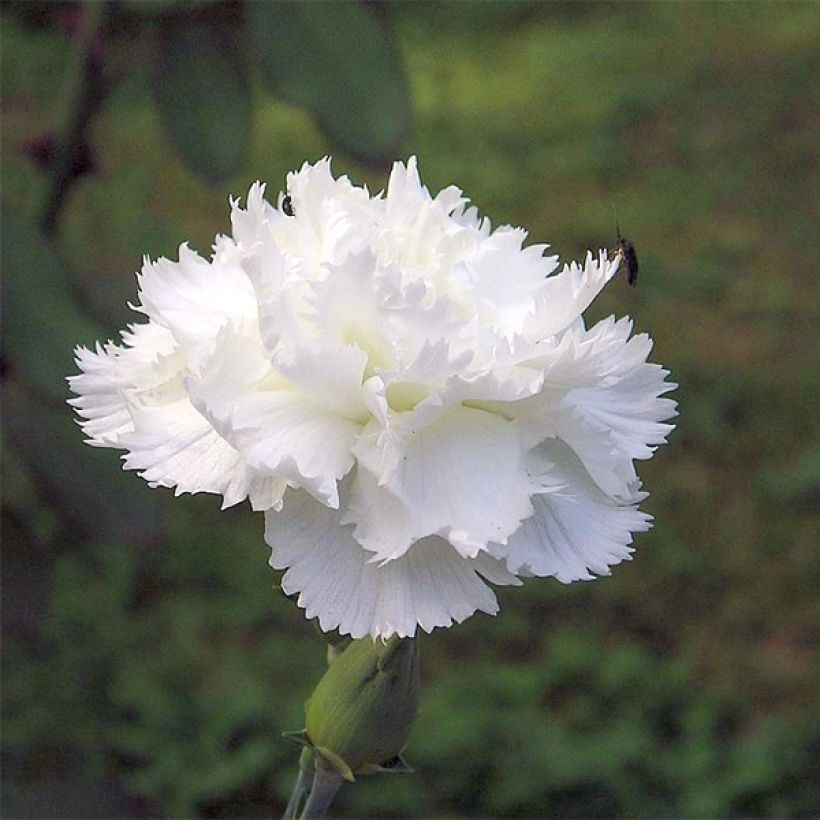 Dianthus plumarius Haytor white - Oeillet mignardise blanc (Flowering)