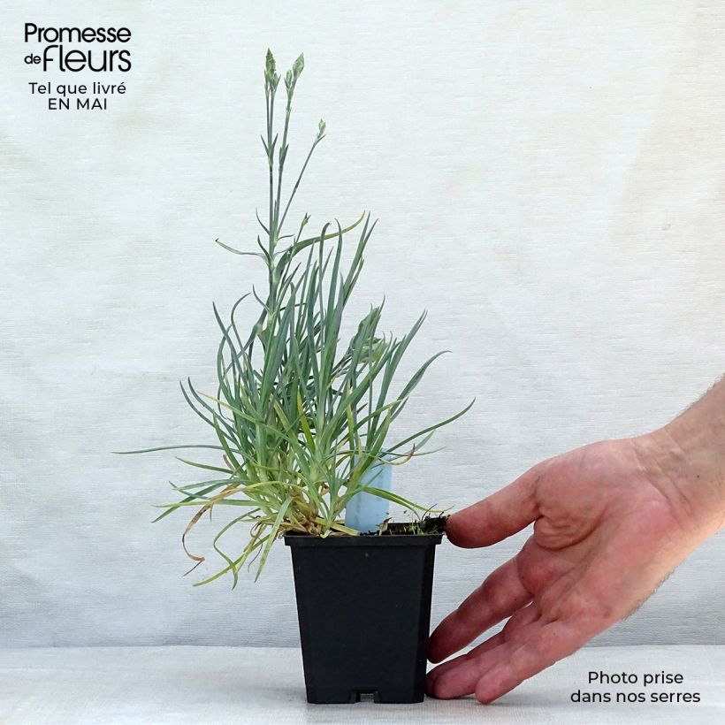 Example of Dianthus plumarius Haytor white - Oeillet mignardise blanc Godet de 8/9 cm as you get in printemps