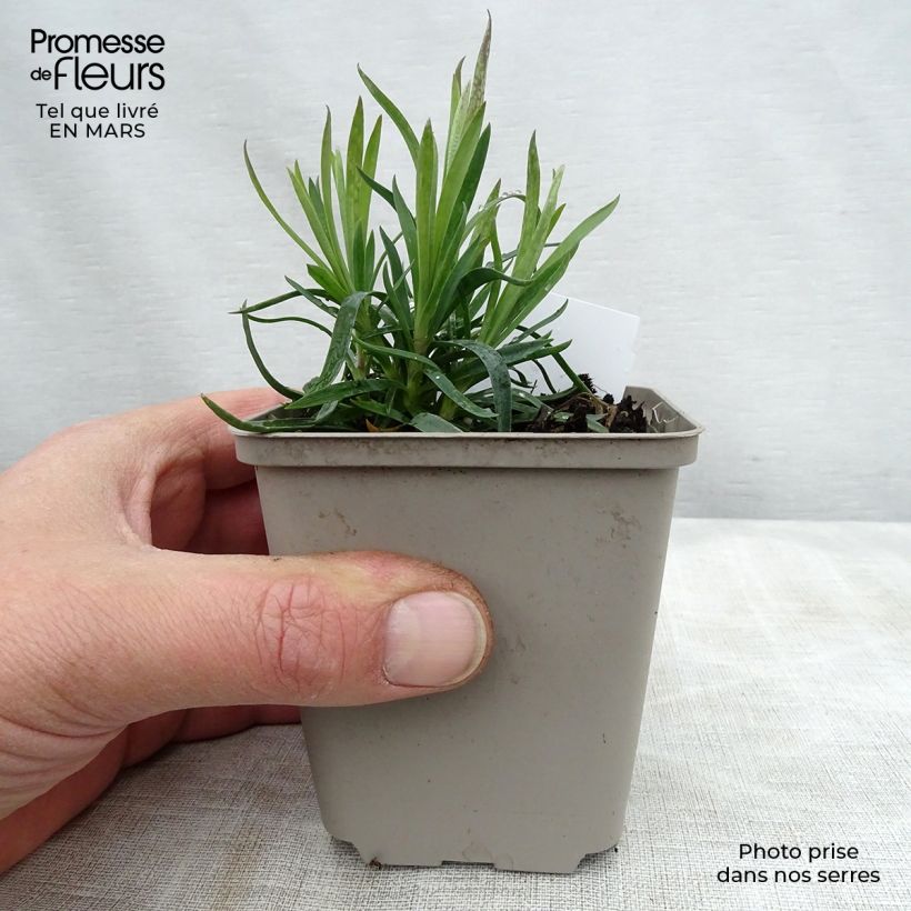 Example of Dianthus plumarius Heidi - Oeillet mignardise  Godet de 8/9 cm as you get in printemps