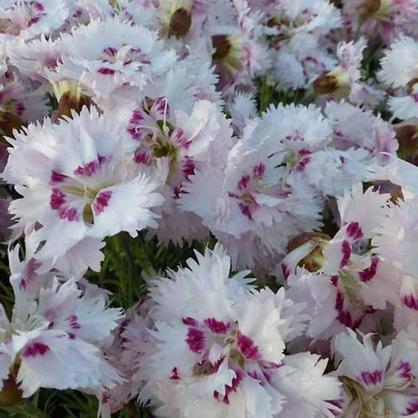 Dianthus plumarius Ine - Oeillet mignardise (Flowering)