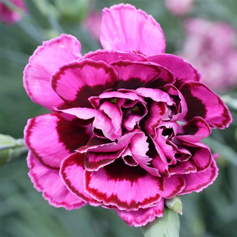 Dianthus plumarius Laced Monarch - Oeillet mignardise (Flowering)