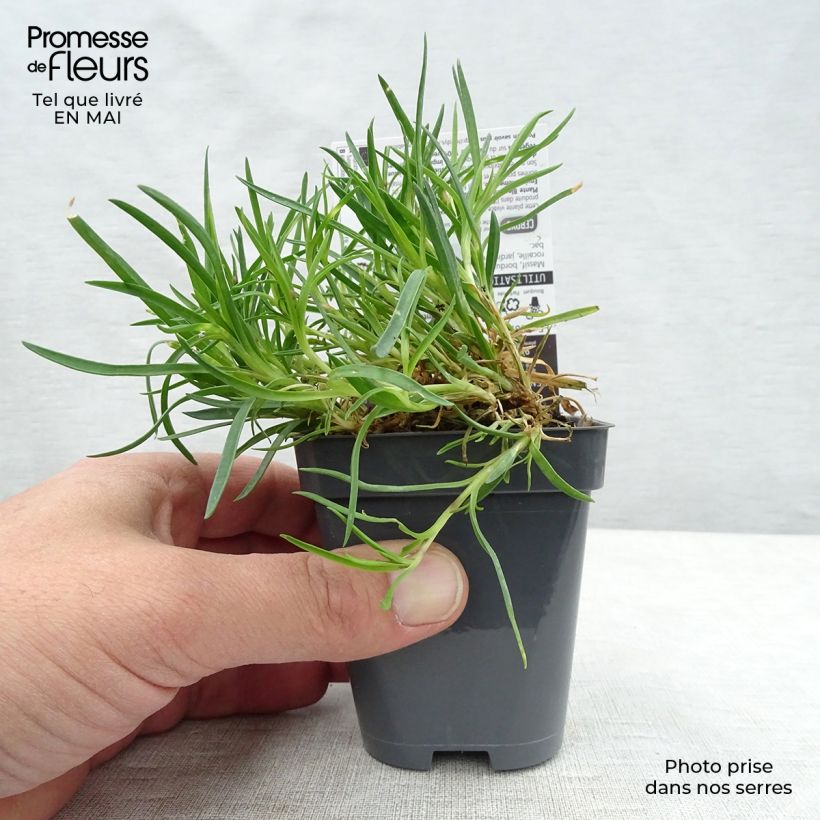 Example of Dianthus plumarius Laced Monarch - Oeillet mignardise Godet de 8/9 cm as you get in printemps