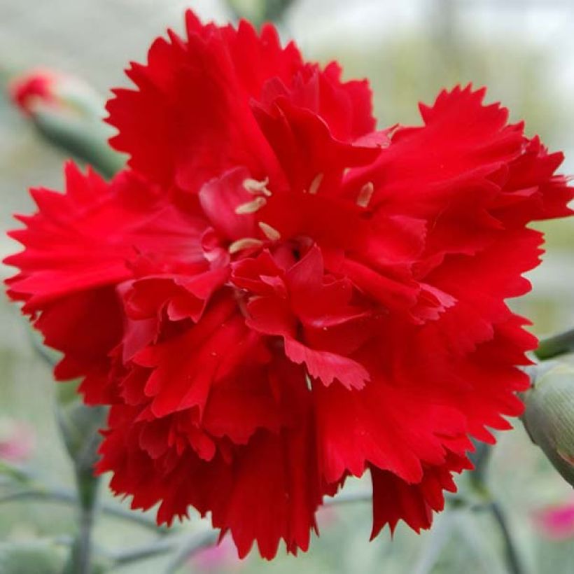 Dianthus plumarius Lady in Red - Oeillet mignardise (Flowering)