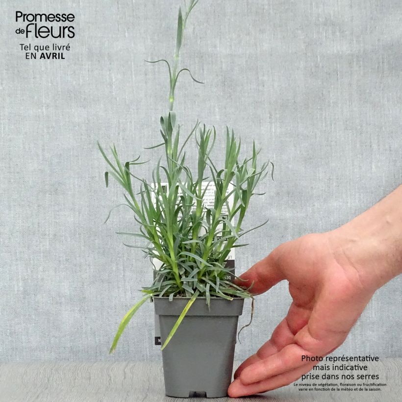 Example of Dianthus plumarius Lady in Red - Oeillet mignardise Godet de 8/9 cm as you get in printemps