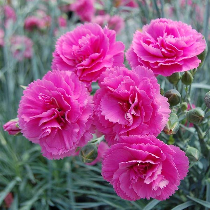Dianthus plumarius Lily the Pink - Oeillet mignardise (Flowering)