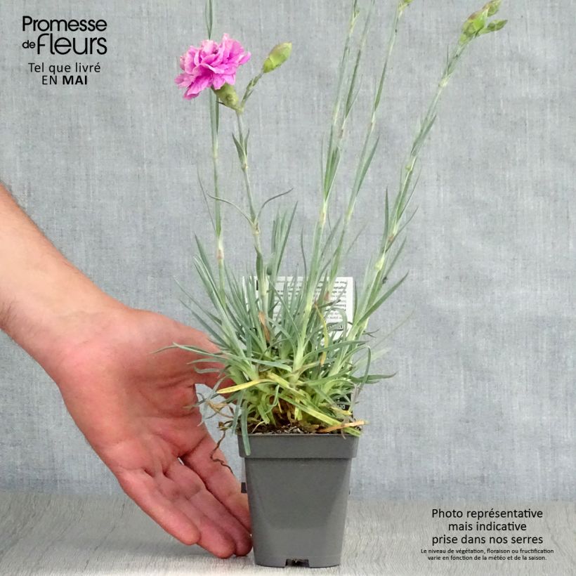 Example of Dianthus plumarius Lily the Pink - Oeillet mignardise Godet de 8/9 cm as you get in printemps