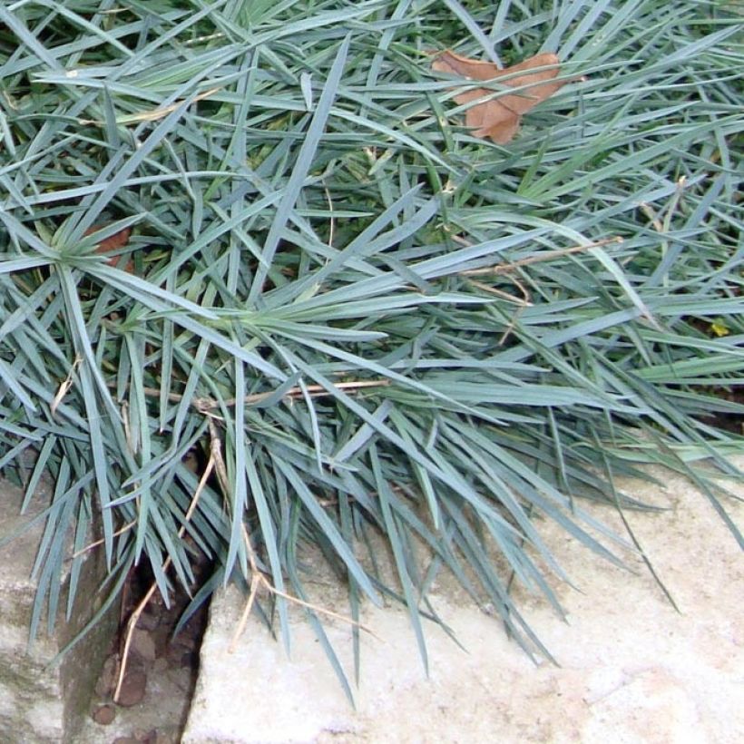Dianthus plumarius Maggie - Oeillet mignardise (Foliage)