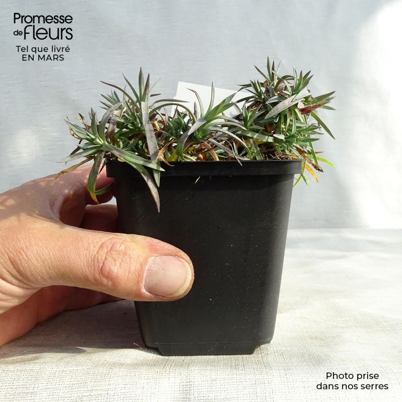 Example of Dianthus plumarius Maggie - Oeillet mignardise Godet de 8/9 cm as you get in printemps