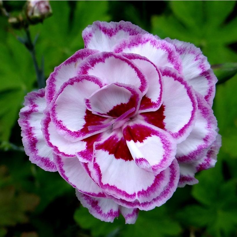 Dianthus plumarius Moulin Rouge (Pink Bicolour) - Oeillet mignardise (Flowering)