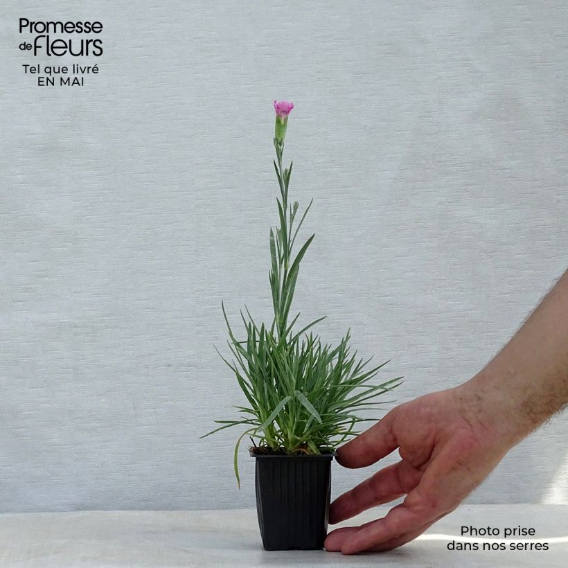 Example of Dianthus plumarius Moulin Rouge (Pink Bicolour) - Oeillet mignardise Godet de 7/8 cm as you get in printemps