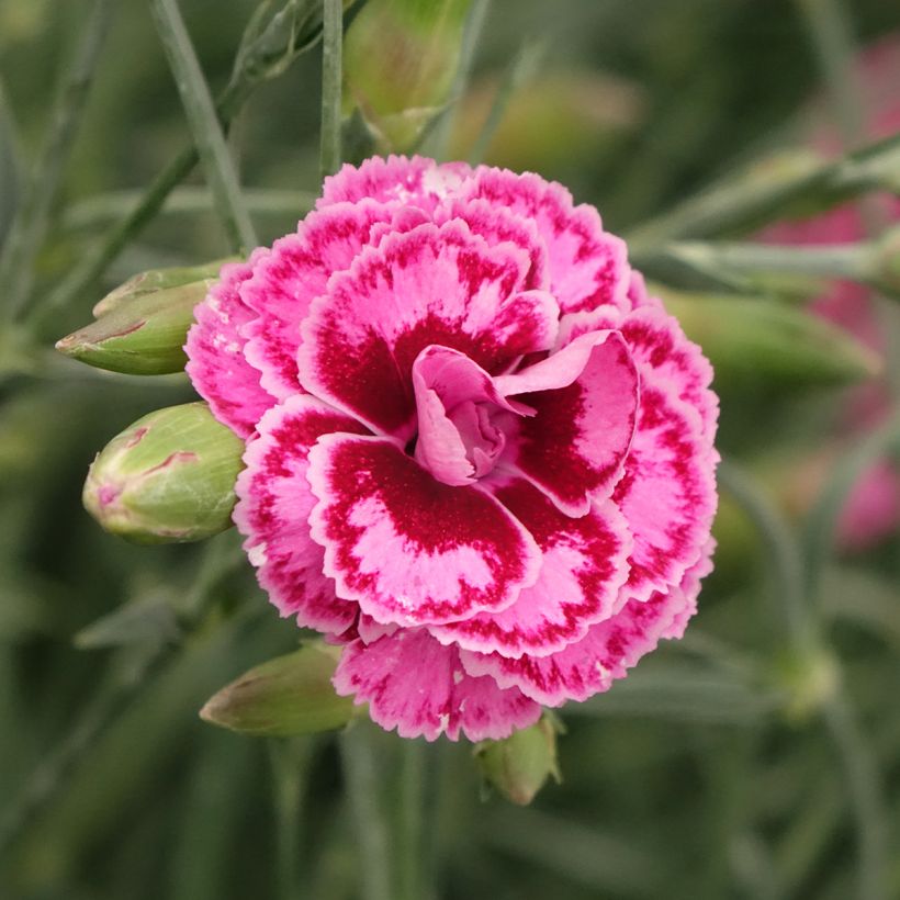 Dianthus plumarius Moulin Rouge (Pink Bicolour) - Oeillet mignardise (Floraison)