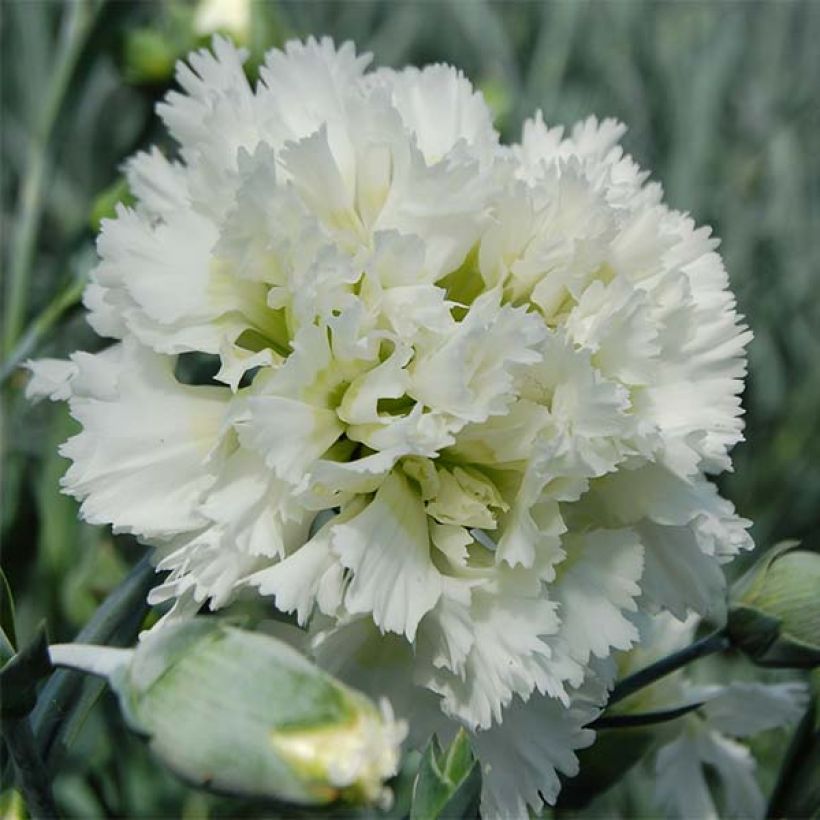 Dianthus plumarius Mrs Sinkins - Oeillet mignardise. (Flowering)