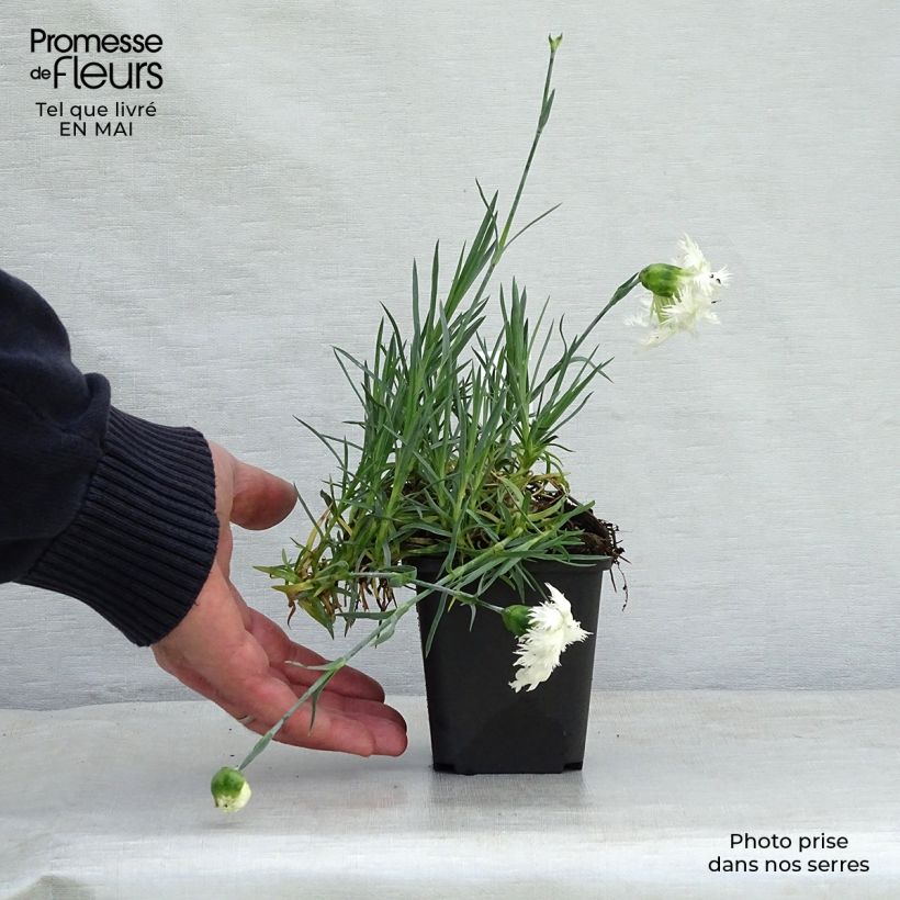 Example of Dianthus plumarius Mrs Sinkins - Oeillet mignardise. Godet de 8/9 cm as you get in printemps