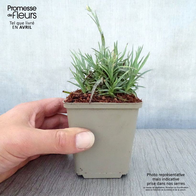 Example of Dianthus plumarius Munot -Oeillet mignardise Godet de 8/9 cm as you get in printemps