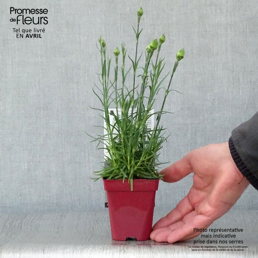 Example of Dianthus plumarius Passion Hot Red - Œillet mignardise Godet de 8/9 cm as you get in printemps