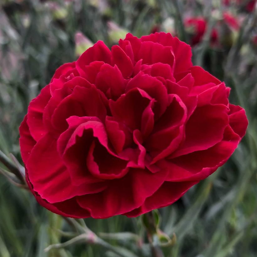 Dianthus plumarius Passion Hot Red - Œillet mignardise (Flowering)