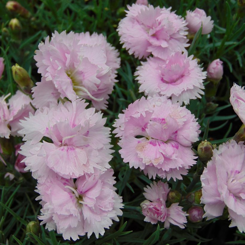 Dianthus plumarius Pike's Pink - Oeillet mignardise rose (Flowering)