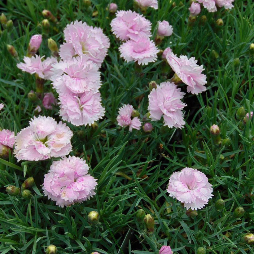 Dianthus plumarius Pike's Pink - Oeillet mignardise rose (Plant habit)
