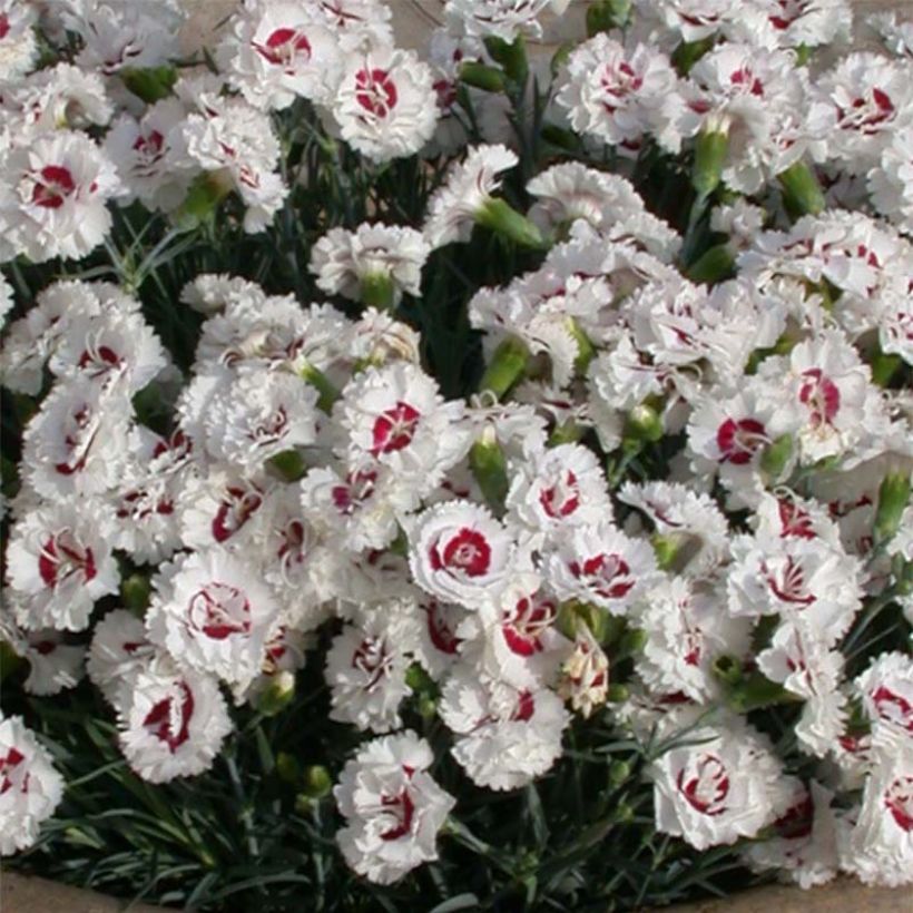 Dianthus plumarius Scent First Coconut Sundae - Oeillet mignardise (Flowering)