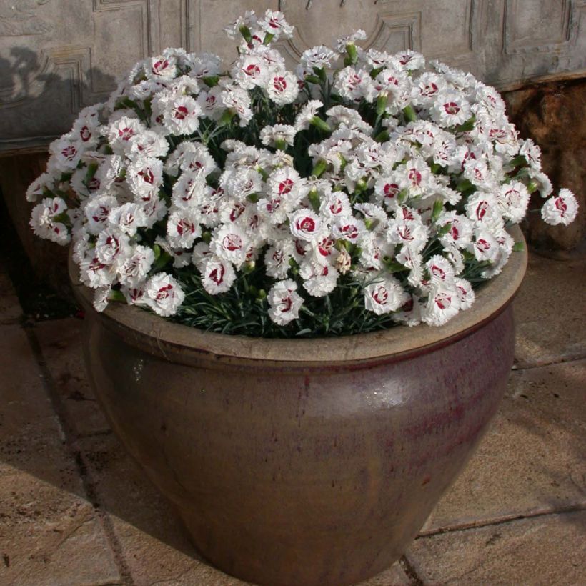 Dianthus plumarius Scent First Coconut Sundae - Oeillet mignardise (Plant habit)