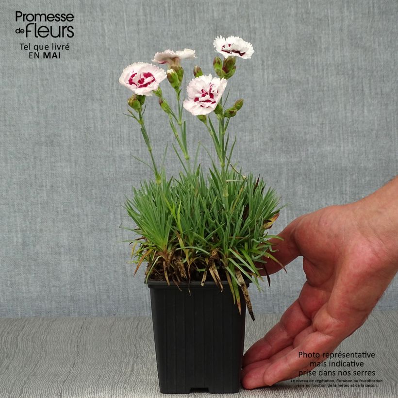Example of Dianthus plumarius Scent First Coconut Sundae - Oeillet mignardise Godet de 7/8 cm as you get in printemps