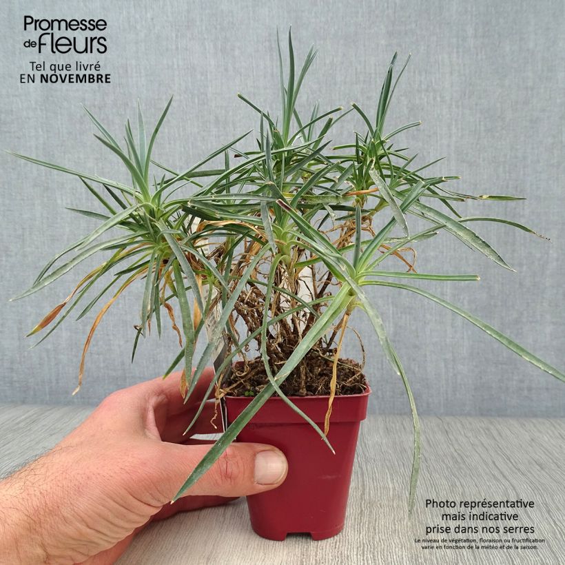 Spécimen de Dianthus plumarius Scent First Memories - Œillet mignardise Godet de 7/8 cm tel que livré en automne