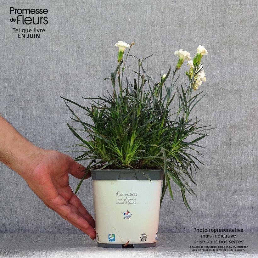 Spécimen de Dianthus plumarius Scent First Memories - Œillet mignardise Pot de 2L/3L tel que livré en été