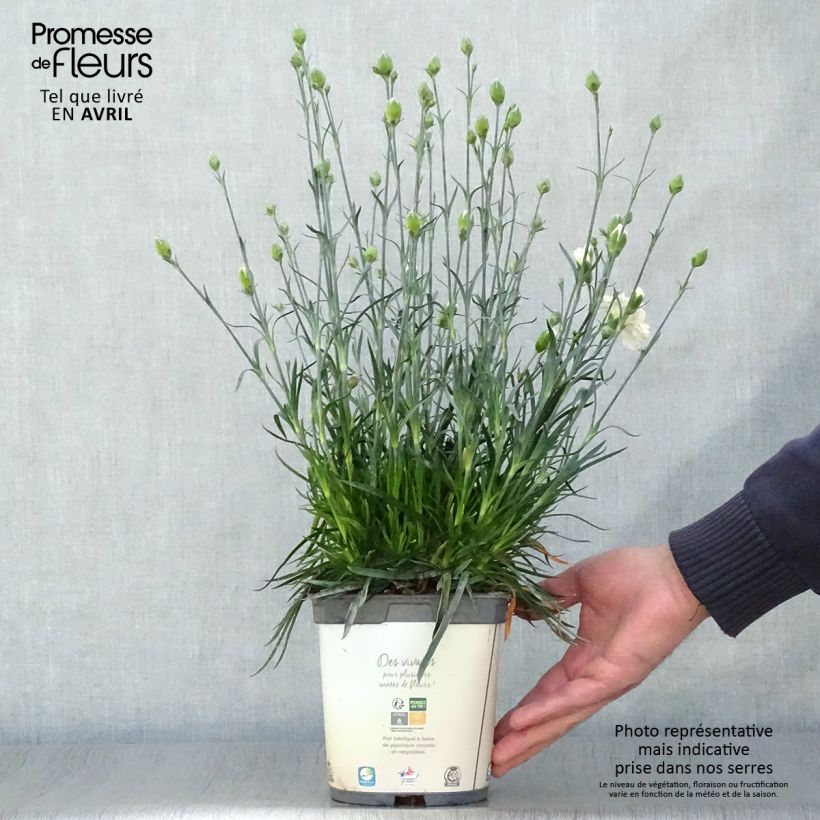 Example of Dianthus plumarius Scent First Memories - Œillet mignardise Pot de 2L/3L as you get in printemps