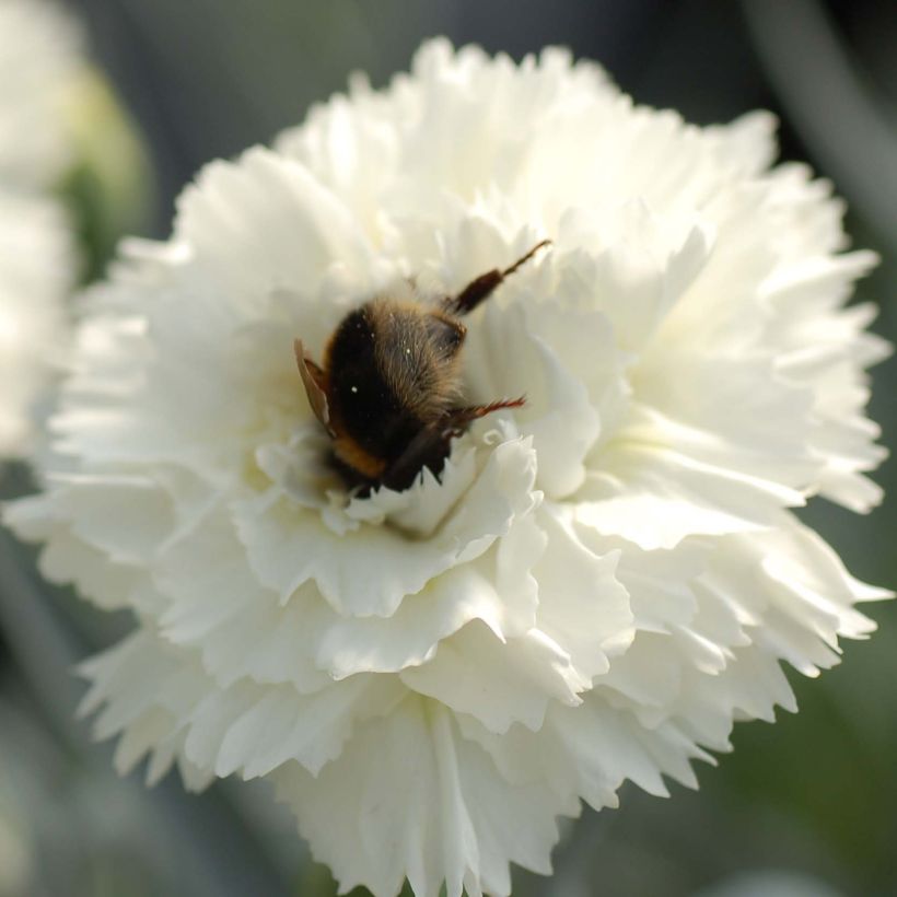 Dianthus plumarius Scent First Memories - Œillet mignardise (Flowering)