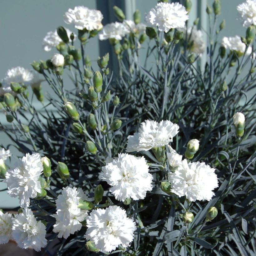 Dianthus plumarius Scent First Memories - Œillet mignardise (Plant habit)